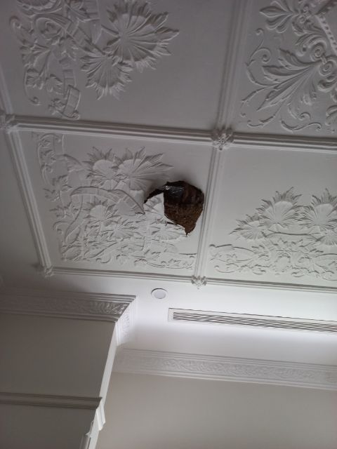 Before — damaged hole in ornate Victorian plaster ceiling